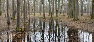 Orman parkına giden yol. Sonbahar renkleri, yumuşak güneş ışığı. Güçlü ağaçlar, kuru bitkiler, yosun, altın yapraklar. Baharın başında. Atmosferik manzara. Doğa, çevre. Panoramik görünüm