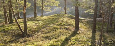 Görkemli Evergreen Ormanı 'ndan geçen yol. Güçlü çam ve çam ağaçları. Yumuşak günbatımı ışığı. Baharın başında. Saf doğa. Ekoloji, doğa yürüyüşü, sağlıklı yaşam tarzı kavramları