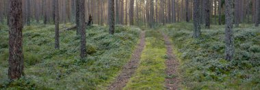 Görkemli Evergreen Ormanı 'ndan geçen yol. Güçlü çam ve çam ağaçları. Yumuşak günbatımı ışığı. Baharın başında. Saf doğa. Ekoloji, doğa yürüyüşü, sağlıklı yaşam tarzı kavramları