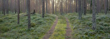 Görkemli Evergreen Ormanı 'ndan geçen yol. Güçlü çam ve çam ağaçları. Yumuşak günbatımı ışığı. Baharın başında. Saf doğa. Ekoloji, doğa yürüyüşü, sağlıklı yaşam tarzı kavramları