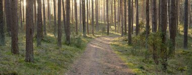 Görkemli Evergreen Ormanı 'ndan geçen yol. Güçlü çam ve çam ağaçları. Yumuşak günbatımı ışığı. Baharın başında. Saf doğa. Ekoloji, doğa yürüyüşü, sağlıklı yaşam tarzı kavramları