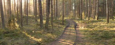 Görkemli Evergreen Ormanı 'ndan geçen yol. Güçlü çam ve çam ağaçları. Yumuşak günbatımı ışığı. Baharın başında. Saf doğa. Ekoloji, doğa yürüyüşü, sağlıklı yaşam tarzı kavramları