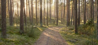 Görkemli Evergreen Ormanı 'ndan geçen yol. Güçlü çam ve çam ağaçları. Yumuşak günbatımı ışığı. Baharın başında. Saf doğa. Ekoloji, doğa yürüyüşü, sağlıklı yaşam tarzı kavramları