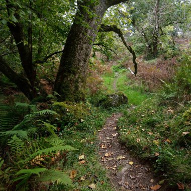 İskoç yağmur ormanlarının nefes kesici manzarası. Antik ağaçlar, yosun ve eğreltiotu yakın plan. Saf sabah güneşi. Crinan Kanalı, Argyll ve Bute, İskoçya, İngiltere