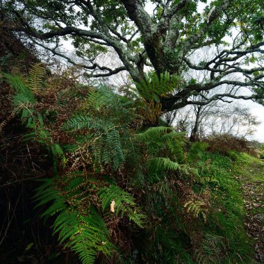 İskoç yağmur ormanlarının nefes kesici manzarası. Antik ağaçlar, yosun ve eğreltiotu yakın plan. Saf sabah güneşi. Crinan Kanalı, Argyll ve Bute, İskoçya, İngiltere