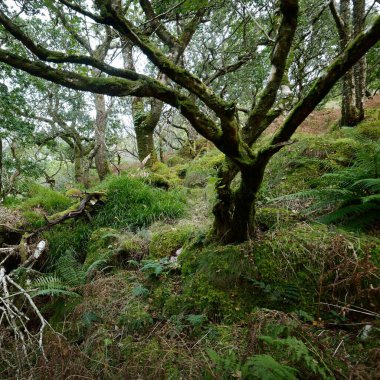 İskoç yağmur ormanlarının nefes kesici manzarası. Antik ağaçlar, yosun ve eğreltiotu yakın plan. Saf sabah güneşi. Crinan Kanalı, Argyll ve Bute, İskoçya, İngiltere