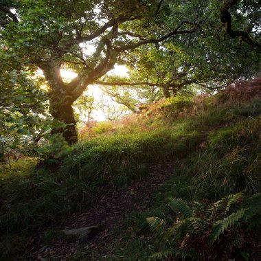 İskoç yağmur ormanlarının nefes kesici manzarası. Antik ağaçlar, yosun ve eğreltiotu yakın plan. Saf sabah güneşi. Crinan Kanalı, Argyll ve Bute, İskoçya, İngiltere