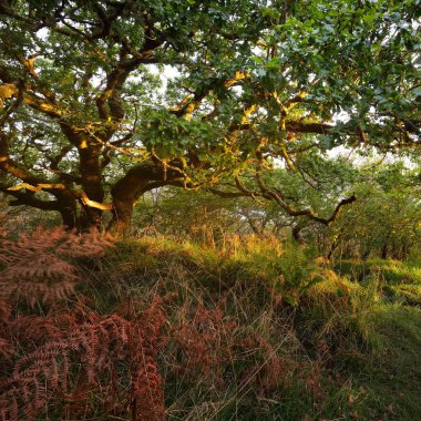 İskoç yağmur ormanlarının nefes kesici manzarası. Antik ağaçlar, yosun ve eğreltiotu yakın plan. Saf sabah güneşi. Crinan Kanalı, Argyll ve Bute, İskoçya, İngiltere