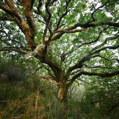 İskoç yağmur ormanlarının nefes kesici manzarası. Antik ağaçlar, yosun ve eğreltiotu yakın plan. Saf sabah güneşi. Crinan Kanalı, Argyll ve Bute, İskoçya, İngiltere