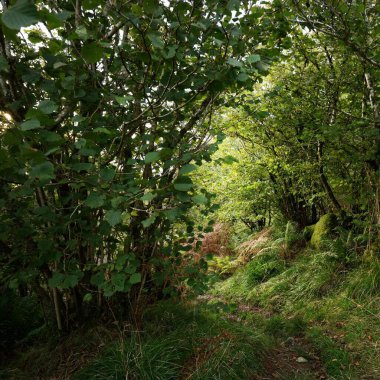 İskoç yağmur ormanlarının nefes kesici manzarası. Antik ağaçlar, yosun ve eğreltiotu yakın plan. Saf sabah güneşi. Crinan Kanalı, Argyll ve Bute, İskoçya, İngiltere