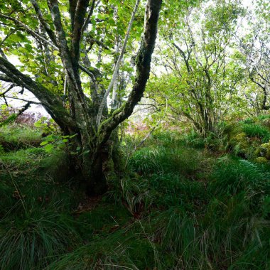 İskoç yağmur ormanlarının nefes kesici manzarası. Antik ağaçlar, yosun ve eğreltiotu yakın plan. Saf sabah güneşi. Crinan Kanalı, Argyll ve Bute, İskoçya, İngiltere