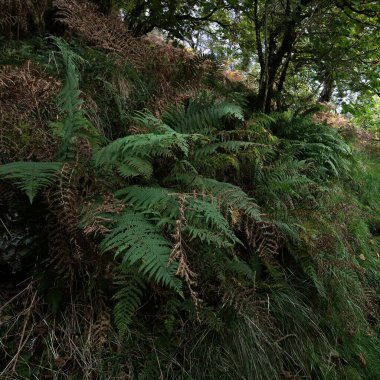 İskoç yağmur ormanlarının nefes kesici manzarası. Antik ağaçlar, yosun ve eğreltiotu yakın plan. Saf sabah güneşi. Crinan Kanalı, Argyll ve Bute, İskoçya, İngiltere