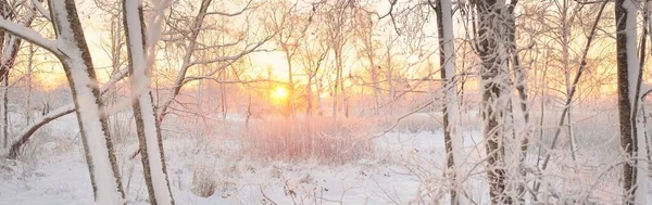 Güneş doğarken, karla kaplı, yemyeşil bir ormanın atmosferik manzarası. Saf altın güneş ışığı. Güçlü ağaçlar, ağaç kütükleri, kar tepeleri. Kış Harikalar Diyarı. Mevsimler, ekoloji, eko-turizm, Noel tatilleri