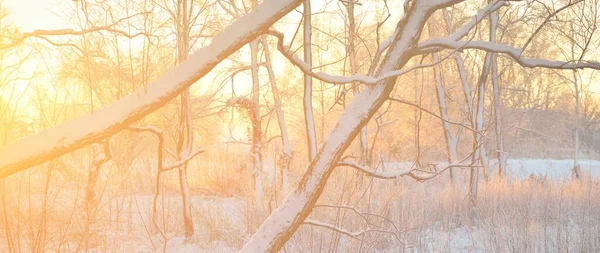 日の出時の雪に覆われた常緑樹林の大気の風景 純粋な黄金の太陽 強大な木 木の丸太 雪の丘 冬の不思議の国 生態学 エコツーリズム クリスマス休暇 — ストック写真