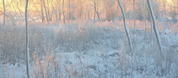 Atmosfærisk Landskap Snødekt Eviggrønn Skog Ved Soloppgang Ren Gyllen Sol – stockfoto