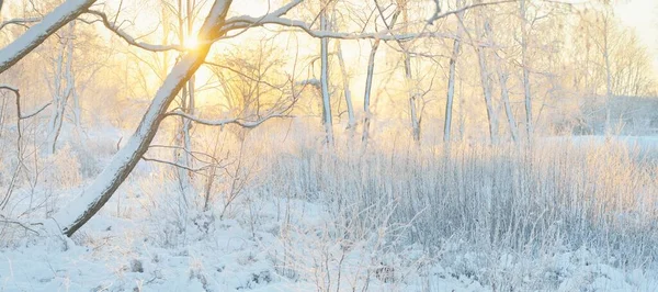 Paisaje Atmosférico Bosque Siempreverde Cubierto Nieve Amanecer Luz Dorada Pura — Foto de Stock