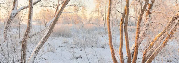 Paisaje Atmosférico Bosque Siempreverde Cubierto Nieve Amanecer Luz Dorada Pura — Foto de Stock