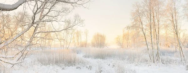 Atmospheric Landscape Snow Covered Evergreen Forest Sunrise Pure Golden Sunlight — Zdjęcie stockowe