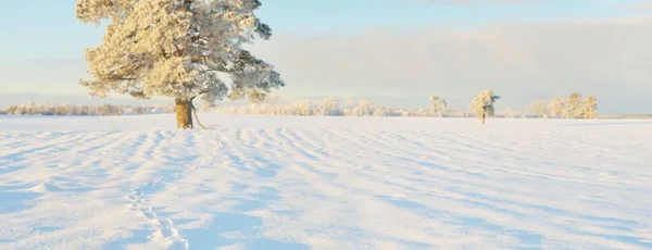 強大な松の木 雪に覆われたフィールドは 新鮮な雪の中で人間のトラック 純粋な太陽の光 冬の不思議の国 生態系 生態系 環境保全 クリスマス休暇 スキー — ストック写真