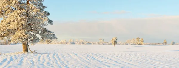 Mächtige Kiefern Schneebedecktes Feld Menschliche Spuren Neuschnee Reines Sonnenlicht Winterwunderland — Stockfoto