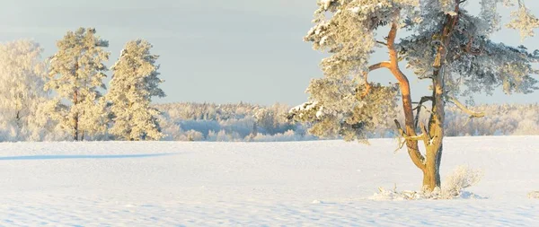 Güçlü çam ağaçları, karla kaplı tarlalar, taze karda insan izleri. Saf güneş ışığı. Kış Harikalar Diyarı. Ekoloji, eko-turizm, çevre koruma, noel tatilleri, kayak