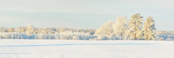 Δυνατό Πεύκο Καλυμμένο Χιόνι Χωράφι Ανθρώπινα Ίχνη Φρέσκο Χιόνι Καθαρό — Φωτογραφία Αρχείου