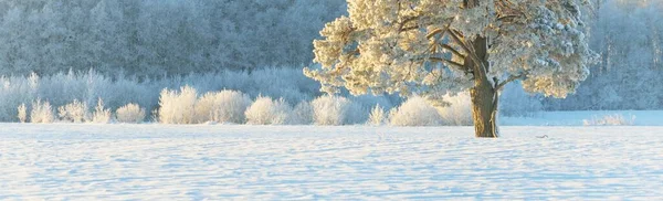 Güçlü çam ağaçları, karla kaplı tarlalar, taze karda insan izleri. Saf güneş ışığı. Kış Harikalar Diyarı. Ekoloji, eko-turizm, çevre koruma, noel tatilleri, kayak