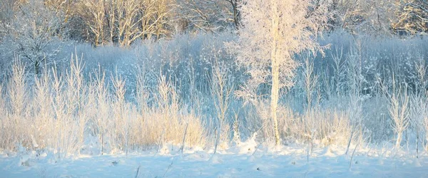 Snow Covered Evergreen Forest Blizzard Young Deciduous Trees Atmospheric Landscape — Stockfoto