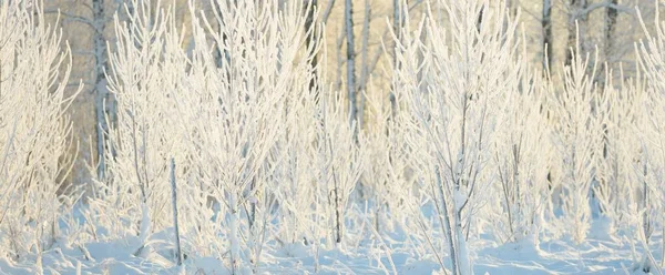 Snow Covered Evergreen Forest Blizzard Young Deciduous Trees Atmospheric Landscape — Fotografia de Stock