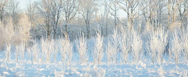 Foresta Sempreverde Innevata Dopo Una Bufera Neve Giovani Alberi Decidui — Foto Stock