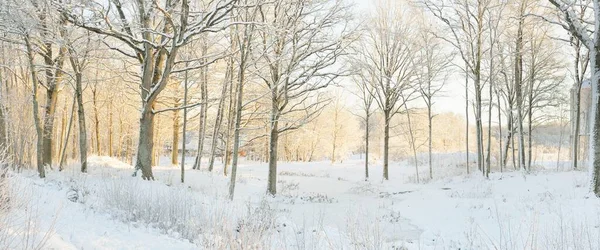 Сніговий Ліс Сході Сонця Зросли Пагорби Замерзла Річка Могутні Дерева — стокове фото