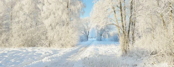 Pathway Snow Covered Forest Park Sunny Day Mighty Trees Frost — Zdjęcie stockowe