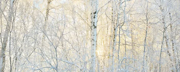 Snow Covered Trees Hoarfrost Forest Meadow Pure Sunlight Clear Blue — Stockfoto