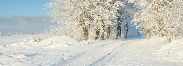 Pathway Snow Covered Forest Park Sunny Day Mighty Trees Frost — Foto de Stock