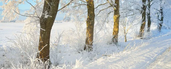 Vägen Genom Den Snötäckta Skogsparken Solig Dag Mäktiga Träd Frost — Stockfoto