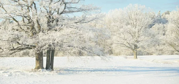 Machtige Eik Besneeuwd Veld Menselijke Sporen Verse Sneeuw Bosweide Puur — Stockfoto