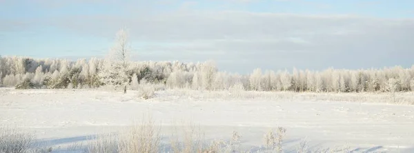 森林草原や田園地帯 純粋な太陽の光 澄んだ青空 冬の不思議の国 牧歌的な田園風景 生態系 エコツーリズム 環境保全 クリスマス休暇 スキー — ストック写真
