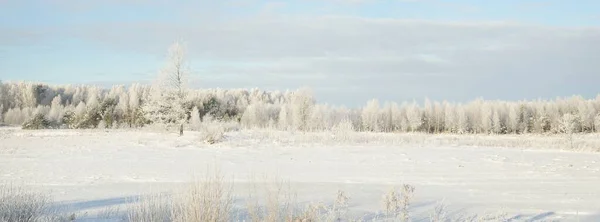 Forest Meadow Country Field Pure Sunlight Clear Blue Sky Winter — 스톡 사진