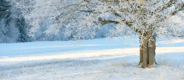 Mighty Oak Tree Snow Covered Field Human Tracks Fresh Snow — Fotografia de Stock