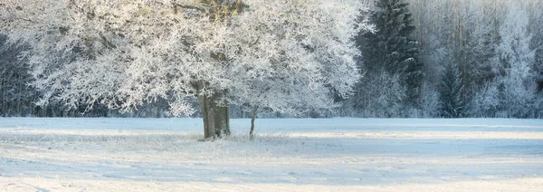 Kudretli meşe ağacı, karla kaplı tarla, taze karda insan izleri. Orman çayırı. Saf güneş ışığı. Kış Harikalar Diyarı. Ekoloji, eko turizm, çevre koruma, noel tatilleri, kayak