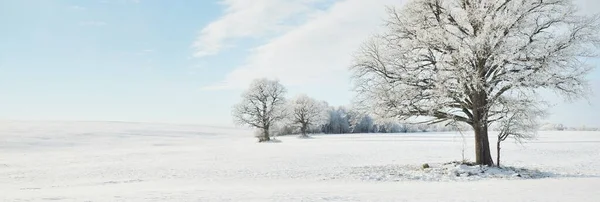 高大的橡树 覆盖着积雪的田野 人迹罕至的雪地 森林草地 纯净的阳光冬天的仙境生态 生态旅游 环境保护 圣诞节假期 — 图库照片