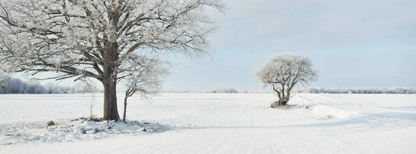 強大なオークの木 雪に覆われたフィールド 新鮮な雪の中で人間のトラック 森の牧草地 純粋な太陽の光 冬の不思議の国 生態系 エコツーリズム 環境保全 クリスマス休暇 — ストック写真