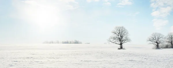 Mighty Oak Tree Snow Covered Field Human Tracks Fresh Snow — ストック写真