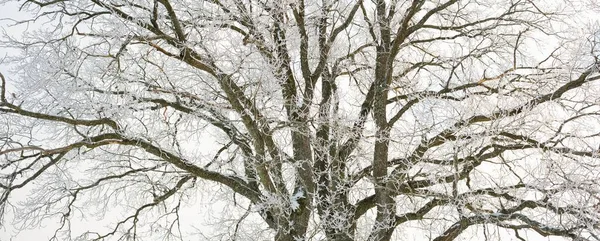 巨大的橡树 森林草地 清澈的阳光 蔚蓝的天空 冬天的仙境生态 生态旅游 环境保护 圣诞节假期 — 图库照片