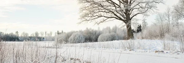 Mighty Oak Tree Snow Covered Field Human Tracks Fresh Snow — Stockfoto