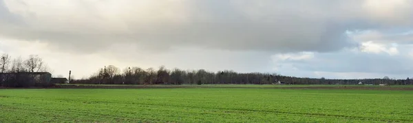 Green Plowed Agricultural Field Clear Spring Day Forest Background Dramatic — Photo