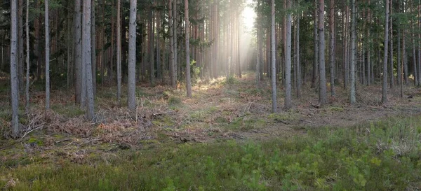 雄伟的常绿森林 高大的松树和云杉树 柔和的阳光早春纯真的天性生态旅游 新鲜空气 健康生活方式概念 — 图库照片
