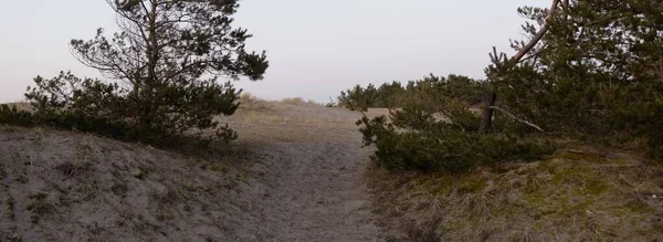 Baltic Sea Shore Sunset Beach Sand Dunes Dune Grass Pine — Fotografia de Stock