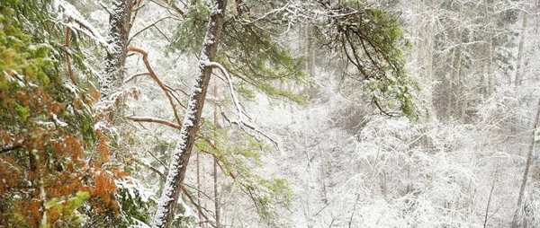 Pokryte Śniegiem Porośnięte Wzgórza Majestatycznym Wiecznie Zielonym Lesie Potężne Sosny — Zdjęcie stockowe