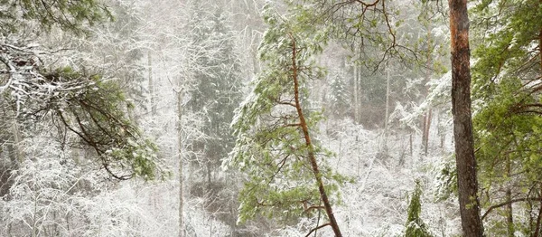 Colinas Cubiertas Nieve Majestuoso Bosque Siempreverde Poderosos Pinos Abetos Troncos — Foto de Stock